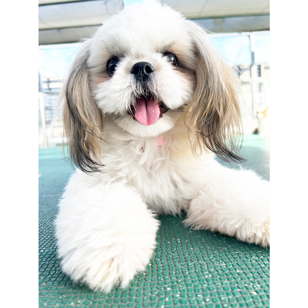 生徒が撮影したモデル犬③
